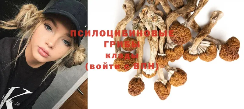 Псилоцибиновые грибы Psilocybe  OMG зеркало  Валуйки 